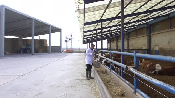 Veterinary, fattening farm, calf control. alt