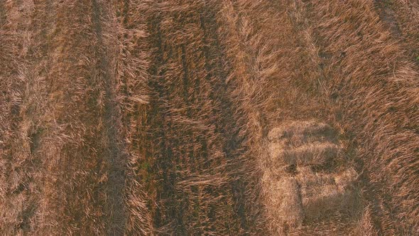 Straw Stacks Stacked Bales of Hay Left Over From Harvesting Crops Field of an Agricultural Farm alt