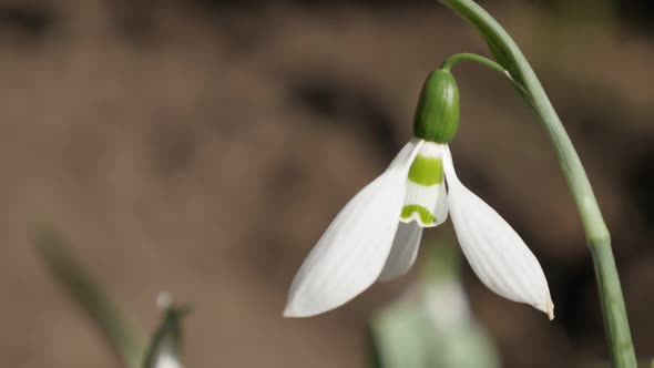 Galanthus nivalis flower  in the field  slow-mo 1920X1080 HD footage - Slow motion of first spring s alt