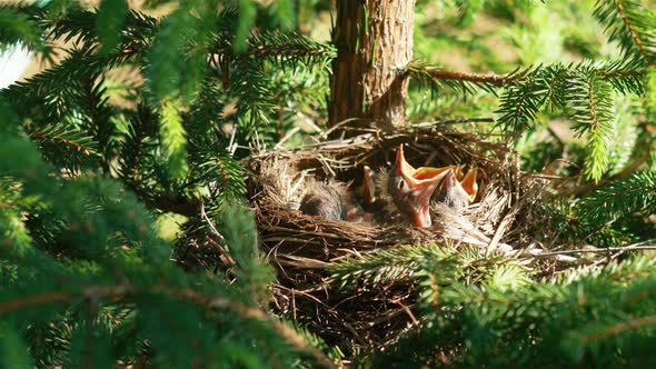 Hatched Chicks in the Nest