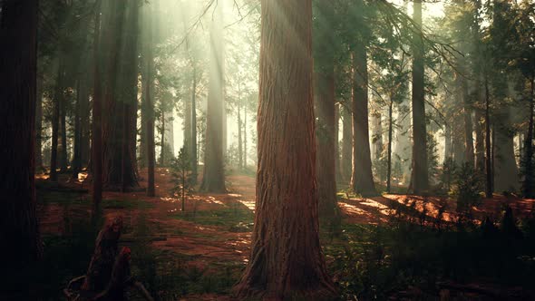 Giant Sequoias in the Giant Forest Grove in the Sequoia National Park alt