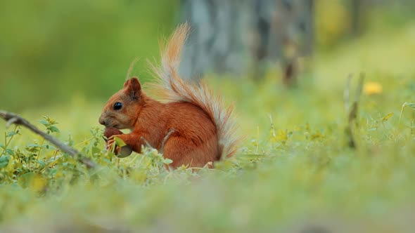 Sciurus Vulgaris Find Food In Wood. European Redhead Squirrel Sniffing Nuts In Woodland Forest. alt