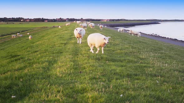 lambs walk towards camera organic farming sheep maintain strength Dutch sea dike alt