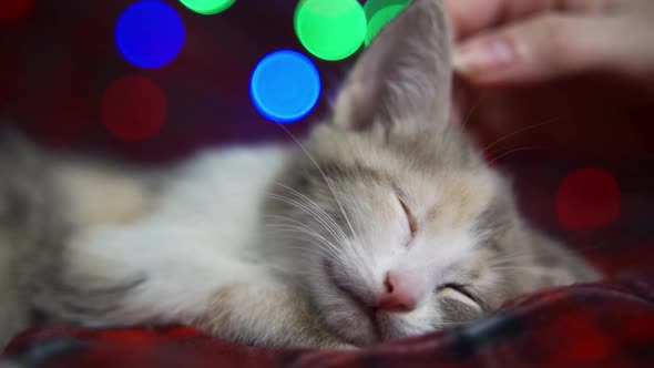 A Female Hand Strokes a Calm Sleeping Kitten Lying on a New Year's Blanket Next to a Garland