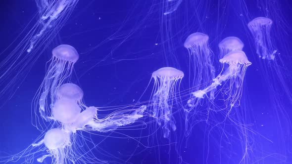 Jellyfish swimming in an aquarium