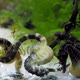 Seahorse Abdominalis Courtship Of Three - VideoHive Item for Sale