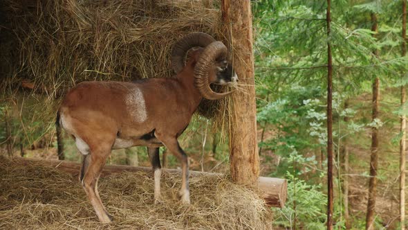 Wild Mountain Sheep Feeds on Hay From a Feeder in the Forest alt