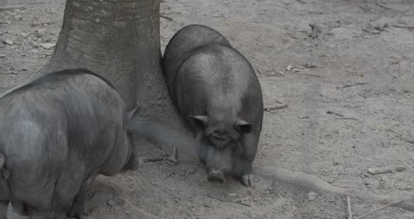 Two Wild Boars With A Small Piglet Are Looking For Acorns alt