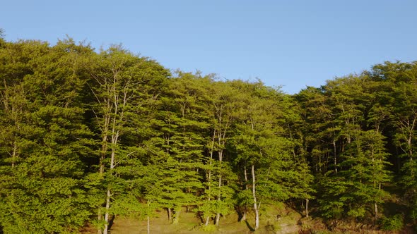 Mountain Park in Calabria with tree alt