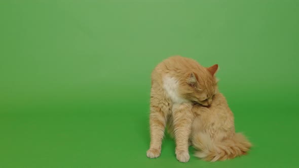 Orange long hair cat 