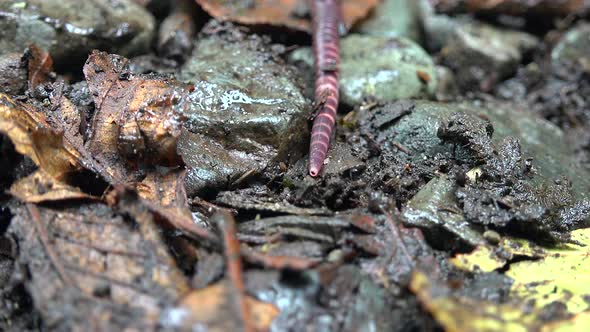 Earthworm on Ground alt