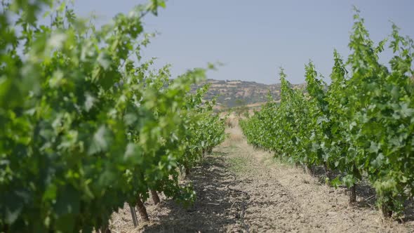 Green Vinegrape Growing on Sunny Day Outdoors with Blurred Cyprus Mountain Hill at Background alt
