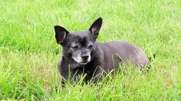 A black chihuahua dog lies in the grass and reacts to the sound