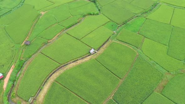 Aerial view drone flying over of agriculture in paddy rice fields for cultivation