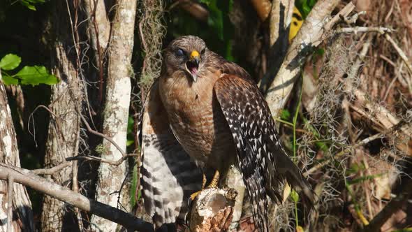 A Red-Shouldered Hawk Calling alt