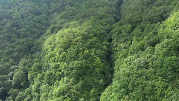 Beautiful Green Forest Aerial View