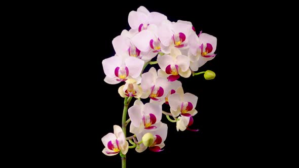 Blooming White Orchid Phalaenopsis Flower alt