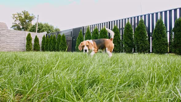 Beagle Dog Run at Grass Outdoors are Running Towards the Camera in a Green Park alt