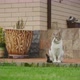 White Tabby Domestic Cat Sitting in the Yard Watching Something - VideoHive Item for Sale