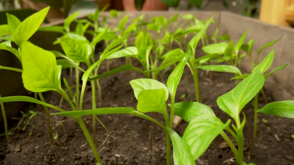 Young Green Seedlings of Pepper Grown on the Ground in a Greenhouse alt