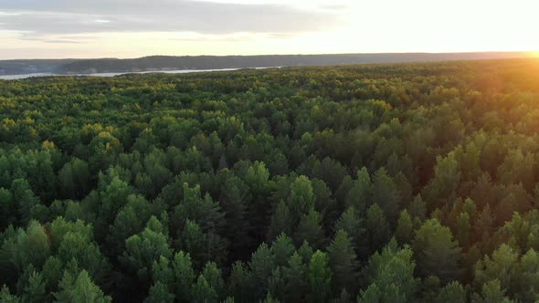 Pictorial Green Thick Forest Trees Against River on Horizon alt