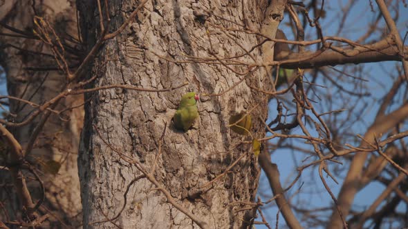 high frame rate shot of a rose ringed parakeet leaving its nest hole in a tree alt