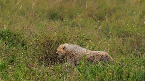 Cute Portrait of Adorable Baby Cheetah Following Mother in Tall Grass of African Savanna alt