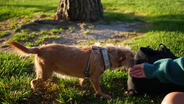 Close up of a young hispanic woman petting her small pet dog and playing together in a park field. alt