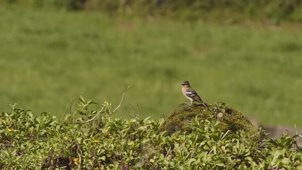 An exotic bird on a rock flies away alt