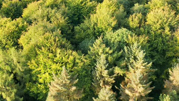 Orbiting over a pine forest at sunrise