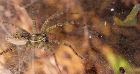 Slider shot over a Funnel Web Spider female on her web in the morning sun alt