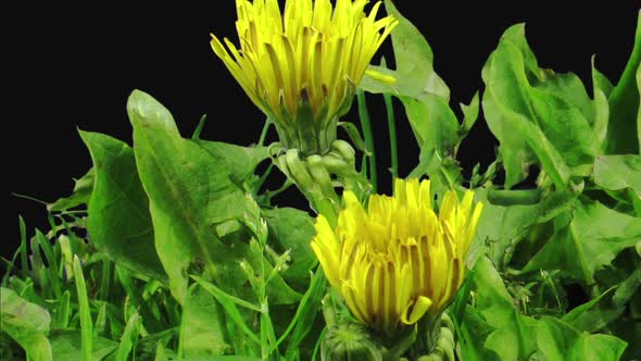 Time-lapse of opening Dandelion alt