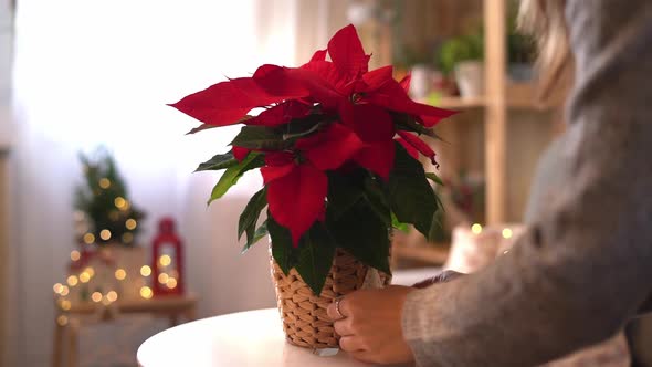 Beautiful Poinsettia in Wicker Pot and Woman Hands Preparing Gifts on Blurred Holiday Decoration alt