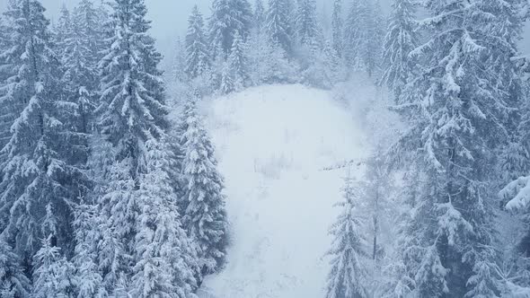 Flight Over Snowstorm in a Snowy Mountain Coniferous Forest Uncomfortable Unfriendly Winter Weather alt