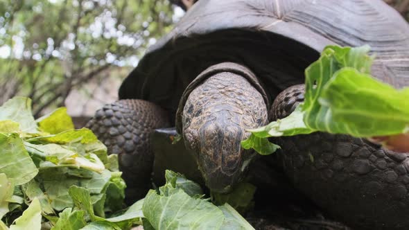 Feeding Huge Aldabra Giant Tortoise Green Leaves in Reserve Zanzibar Africa alt