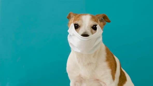 Dog Wearing a Medical Face Mask to Protect Herself From Infection alt