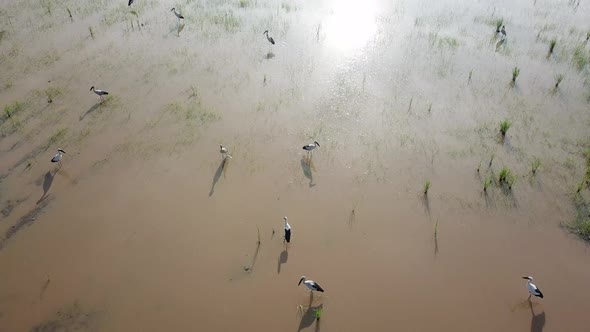 Aerial view Asian openbill stork in paddy field after cultivated alt