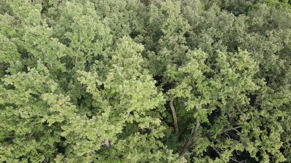 Aerial View of Green Forest in Summer. Ukraine. Slow Motion alt