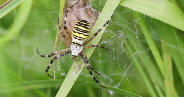 Argiope bruennichi (wasp spider) on web alt