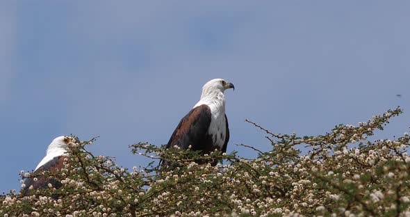 African Fish-Eagle, haliaeetus vocifer, Pair singing at the top of the Tree, Naivasha Lake in Kenya alt