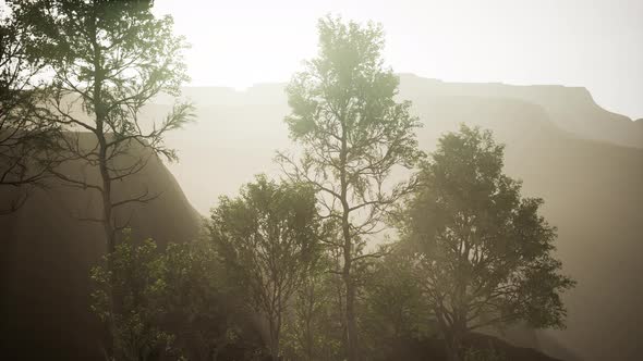 Big Pine Trees Growing From Rocky Outcropping in the Mountains alt