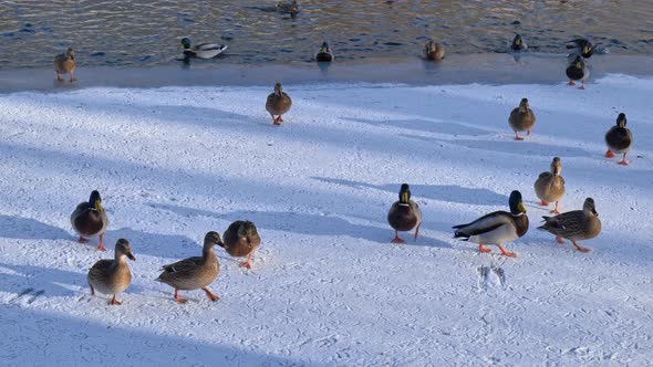 ducks in a winter park. close-up of a flock of ducks