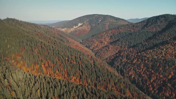 Hilltops Covered with Green Pines and Brown Trees Lit By Sun