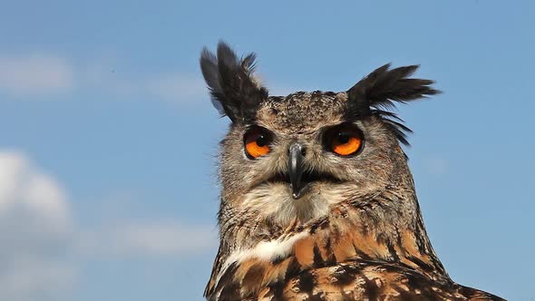750091 European Eagle Owl, asio otus, Portrait of Adult Looking around, Real Time alt