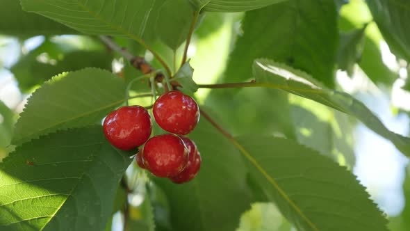 Cherry tree branches on spring 4K 2160p 30fps UltraHD footage - Orchard of Prunus avium with red tas alt
