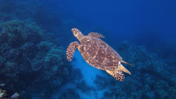Underwater Reef Sea Turtle alt