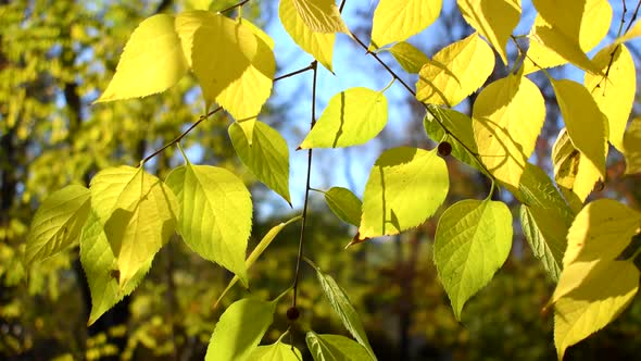 Autumn leaves of linden tree close up
