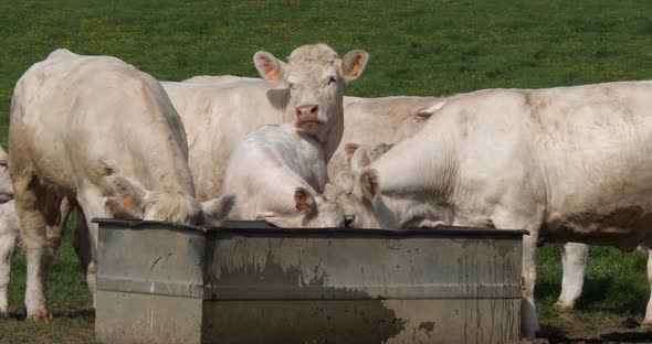 Charolais Cattle, a French Breed, Herd at the trough, Normandy in France, Slow motion 4K alt