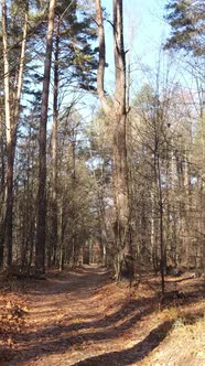 Vertical Video Forest in Autumn Aerial View Slow Motion alt
