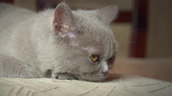 Pedigree Gray Domestic Cat Sleeps on a High Chair in the Apartment alt